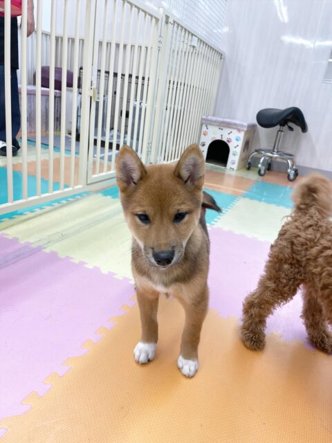 ケン太ちゃん🐶
今日はニコペットの子犬達と楽しそうに遊んでいました😆光太ちゃんにもおしゃべりをしながら近づいたりしていました✨
お手入れでは横向きでは落ち着いてできるようになりましたが縦向きではまだ苦手なようなので少しずつ慣らしていきましょう👏
🐾🐶愛犬のお悩みご相談ください🐶🐾
@kenkohmura_official
↑フォロー待ってます↑
〒955-0091 新潟県三条市上須頃大割428−1
☎︎ 0256-35-2571
✉️ info@kenkohmura.jp
HP: https://kenkohmura.jp
LINE: https://lin.ee/7LIz5sb
#犬幸村 #新潟県 #三条市 #上須頃 #新潟県トリミング #三条市トリミング #上須頃トリミング #トリミングサロン #犬の幼稚園 #ノーリッチテリア #いぬすたぐらむ #ホームセンタームサシ #犬バカ部 #犬幸村チャンネル #犬好きな人と繋がりたい #ストレス発散 #プラッキング #レーキング #犬のしつけ #トレーニング #爪切り #ハミガキ #柴犬#柴#しば