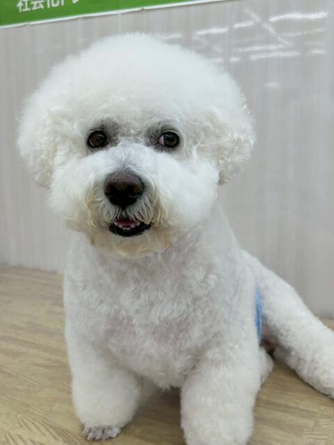 大吉ちゃん🐶
本日は朝からベンにロックオンされたようで、行く先々にベンがいました🤭
他にもヤンチャ組+マロンちゃんが気にいったようで楽しそうにおしゃべりをしたり、匂いをかいだりして楽しそうに過ごしていました👍
🐾🐶愛犬のお悩みご相談ください🐶🐾
@kenkohmura_official
↑フォロー待ってます↑
〒955-0091 新潟県三条市上須頃大割428−1
☎︎ 0256-35-2571
✉️ info@kenkohmura.jp
HP: https://kenkohmura.jp
LINE: https://lin.ee/7LIz5sb
#犬幸村 #新潟県 #三条市 #上須頃 #新潟県トリミング #三条市トリミング #上須頃トリミング #トリミングサロン #犬の幼稚園 #ノーリッチテリア #いぬすたぐらむ #ホームセンタームサシ #犬バカ部 #犬幸村チャンネル #犬好きな人と繋がりたい #ストレス発散 #プラッキング #レーキング #犬のしつけ #トレーニング #爪切り #ハミガキ #ビションフリーゼ#ビション可愛い#ビション大好き#ビション倶楽部