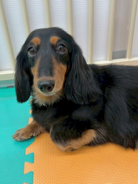 クッキーちゃん🐶
本日はマロンちゃんと匂いの嗅ぎ合いをしたり、体験に来た子やモモちゃんに上に乗っかられてなんだよ‼️と怒ったりしていました🤭
お散歩トレーニングでは最近みんなよりも長時間お散歩をしていて走ってみたり早歩きをしてみたりしています‼️頑張って体重を落としていきましょう💪🏿
🐾🐶愛犬のお悩みご相談ください🐶🐾
@kenkohmura_official
↑フォロー待ってます↑
〒955-0091 新潟県三条市上須頃大割428−1
☎︎ 0256-35-2571
✉️ info@kenkohmura.jp
HP: https://kenkohmura.jp
LINE: https://lin.ee/7LIz5sb
#犬幸村 #新潟県 #三条市 #上須頃 #新潟県トリミング #三条市トリミング #上須頃トリミング #トリミングサロン #犬の幼稚園 #ノーリッチテリア #いぬすたぐらむ #ホームセンタームサシ #犬バカ部 #犬幸村チャンネル #犬好きな人と繋がりたい #ストレス発散 #プラッキング #レーキング #犬のしつけ #トレーニング #爪切り #ハミガキ #ダックス#ダックス可愛い#ダックス倶楽部#ダックス可愛い