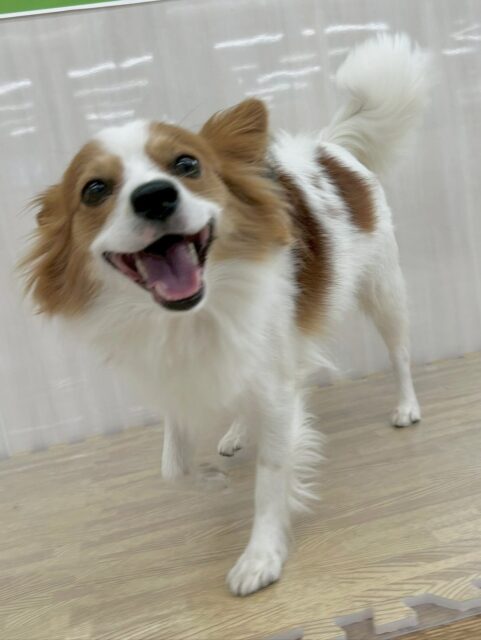 マロンちゃん🐶
本日は大吉ちゃんにすごく好かれたようで、やん丸と大吉ちゃん達のマロンちゃんファンクラブが結成されていました🤭
他にも園内では、モモちゃんやクッキーちゃん達の匂いをかいだり、嗅がれたりしていて楽しんでいました👍
🐾🐶愛犬のお悩みご相談ください🐶🐾
@kenkohmura_official
↑フォロー待ってます↑
〒955-0091 新潟県三条市上須頃大割428−1
☎︎ 0256-35-2571
✉️ info@kenkohmura.jp
HP: https://kenkohmura.jp
LINE: https://lin.ee/7LIz5sb
#犬幸村 #新潟県 #三条市 #上須頃 #新潟県トリミング #三条市トリミング #上須頃トリミング #トリミングサロン #犬の幼稚園 #ノーリッチテリア #いぬすたぐらむ #ホームセンタームサシ #犬バカ部 #犬幸村チャンネル #犬好きな人と繋がりたい #ストレス発散 #プラッキング #レーキング #犬のしつけ #トレーニング #爪切り #ハミガキ #パピヨン#パピヨン可愛い#パピヨン大好き#パピヨン倶楽部