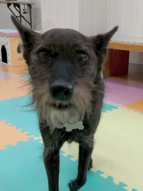 小乃輔ちゃん🐶
本日は大吉ちゃんやちょこたんちゃんと追いかけっこを楽しんだり、マロンちゃんの匂いをかいだりしてしつこいよ‼️と怒られたりしていました🤭
🐾🐶愛犬のお悩みご相談ください🐶🐾
@kenkohmura_official
↑フォロー待ってます↑
〒955-0091 新潟県三条市上須頃大割428−1
☎︎ 0256-35-2571
✉️ info@kenkohmura.jp
HP: https://kenkohmura.jp
LINE: https://lin.ee/7LIz5sb
#犬幸村 #新潟県 #三条市 #上須頃 #新潟県トリミング #三条市トリミング #上須頃トリミング #トリミングサロン #犬の幼稚園 #ノーリッチテリア #いぬすたぐらむ #ホームセンタームサシ #犬バカ部 #犬幸村チャンネル #犬好きな人と繋がりたい #ストレス発散 #プラッキング #レーキング #犬のしつけ #トレーニング #爪切り #ハミガキ #ミックス#ミックス犬#ミックス犬可愛い#ミックス犬大好き#ミックス犬倶楽部