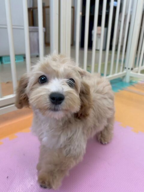 モモちゃん🐶
本日は、幼稚園体験に来てくれた子と意気投合したようで、遊びを誘ったり、匂いを嗅ぎ合ったりして楽しそうにしていました🤭
カットやシャンプーも上手にやらせてくれて非常に頑張ってくれていました👍
🐾🐶愛犬のお悩みご相談ください🐶🐾
@kenkohmura_official
↑フォロー待ってます↑
〒955-0091 新潟県三条市上須頃大割428−1
☎︎ 0256-35-2571
✉️ info@kenkohmura.jp
HP: https://kenkohmura.jp
LINE: https://lin.ee/7LIz5sb
#犬幸村 #新潟県 #三条市 #上須頃 #新潟県トリミング #三条市トリミング #上須頃トリミング #トリミングサロン #犬の幼稚園 #ノーリッチテリア #いぬすたぐらむ #ホームセンタームサシ #犬バカ部 #犬幸村チャンネル #犬好きな人と繋がりたい #ストレス発散 #プラッキング #レーキング #犬のしつけ #トレーニング #爪切り #ハミガキ #ミックス#ミックス犬#ミックス犬大好き#ミックス犬可愛い