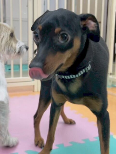 ちょこたんちゃん🐶
本日歯磨きトレーニングを開始して6ヶ月が経ちました🪥
相変わらずはがすごく白くてすごく良い状態でキープできているのでこのまま継続していきましょう✊
園内ではモモちゃんや、神威ちゃん、体験に来てくれた子達とみんなではしゃぎ回ったり、追いかけっこをしたりして楽しんでいました🤭
お散歩トレーニングではもうあまり、下を見ることがなくなって来ており最初の興奮さえ抑えられれば非常に良いお散歩になると思います‼️頑張っていきましょう✊
🐾🐶愛犬のお悩みご相談ください🐶🐾
@kenkohmura_official
↑フォロー待ってます↑
〒955-0091 新潟県三条市上須頃大割428−1
☎︎ 0256-35-2571
✉️ info@kenkohmura.jp
HP: https://kenkohmura.jp
LINE: https://lin.ee/7LIz5sb
#犬幸村 #新潟県 #三条市 #上須頃 #新潟県トリミング #三条市トリミング #上須頃トリミング #トリミングサロン #犬の幼稚園 #ノーリッチテリア #いぬすたぐらむ #ホームセンタームサシ #犬バカ部 #犬幸村チャンネル #犬好きな人と繋がりたい #ストレス発散 #プラッキング #レーキング #犬のしつけ #トレーニング #爪切り #ハミガキ #ミニピン#ミニピン可愛い#ミニチュアピンシャー#ミニピン大好き