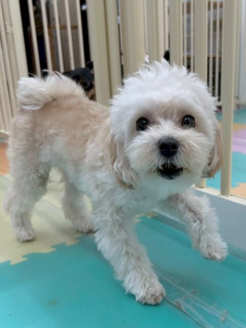 神威ちゃん🐶
本日本日はモモちゃんや、マロンちゃん、クッキーちゃん達と走り回ったり、匂いを嗅ぎ合ったりして楽しんでくれていました👍
🐾🐶愛犬のお悩みご相談ください🐶🐾
@kenkohmura_official
↑フォロー待ってます↑
〒955-0091 新潟県三条市上須頃大割428−1
☎︎ 0256-35-2571
✉️ info@kenkohmura.jp
HP: https://kenkohmura.jp
LINE: https://lin.ee/7LIz5sb
#犬幸村 #新潟県 #三条市 #上須頃 #新潟県トリミング #三条市トリミング #上須頃トリミング #トリミングサロン #犬の幼稚園 #ノーリッチテリア #いぬすたぐらむ #ホームセンタームサシ #犬バカ部 #犬幸村チャンネル #犬好きな人と繋がりたい #ストレス発散 #プラッキング #レーキング #犬のしつけ #トレーニング #爪切り #ハミガキ #ミックス#ミックス犬#ミックス犬可愛い#ミックス犬大好き