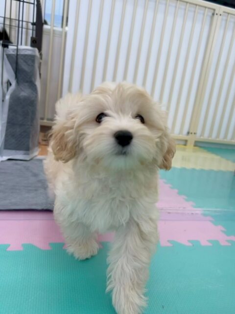 幼稚園体験に来てくれました🐶
最初から周りの匂いを嗅げていたり、そっくりなモモちゃんと遊び回っていました👍
他にもいろんな子達にたくさんちょっかいを出していてすごく楽しそうに過ごせていました🤭
🐾🐶愛犬のお悩みご相談ください🐶🐾
@kenkohmura_official
↑フォロー待ってます↑
〒955-0091 新潟県三条市上須頃大割428−1
☎︎ 0256-35-2571
✉️ info@kenkohmura.jp
HP: https://kenkohmura.jp
LINE: https://lin.ee/7LIz5sb
#犬幸村 #新潟県 #三条市 #上須頃 #新潟県トリミング #三条市トリミング #上須頃トリミング #トリミングサロン #犬の幼稚園 #ノーリッチテリア #いぬすたぐらむ #ホームセンタームサシ #犬バカ部 #犬幸村チャンネル #犬好きな人と繋がりたい #ストレス発散 #プラッキング #レーキング #犬のしつけ #トレーニング #爪切り #ハミガキ #ミックス#ミックス犬#ミックス犬可愛い#ミックス犬大好き