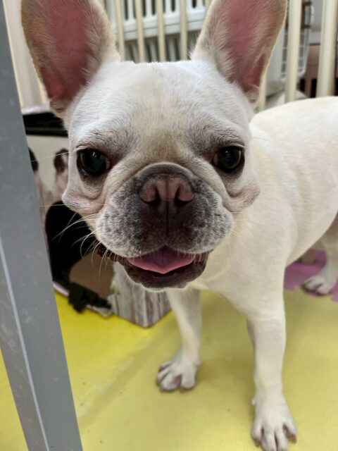 福太郎ちゃん🐶
歯磨きトレーニング始めて11ヶ月が経過しました!継続して頑張ってくれてることもあり綺麗な状態を保ち続けられています!🦷🪥✨
今日は、NICOPETにいるスタンダードプードルちゃんに「何してるのー!」と話しかけられていました!😄
🐾🐶愛犬のお悩みご相談ください🐶🐾
@kenkohmura_official
↑フォロー待ってます↑
☎︎ 0〒955-0091 新潟県三条市上須頃大割428−1256-35-2571
✉️ info@kenkohmura.jp
HP: https://kenkohmura.jp
LINE: https://lin.ee/7LIz5sb
#犬幸村 #新潟県 #三条市 #上須頃 #新潟県トリミング #三条市トリミング #上須頃トリミング #トリミングサロン #犬の幼稚園 #ノーリッチテリア #いぬすたぐらむ #ホームセンタームサシ #犬バカ部 #犬幸村チャンネル #犬好きな人と繋がりたい #ストレス発散 #プラッキング #レーキング #犬のしつけ #トレーニング #爪切り #ハミガキ #フレンチブルドッグ #フレンチブルドッグ好き #フレンチブルドッグがいる暮らし