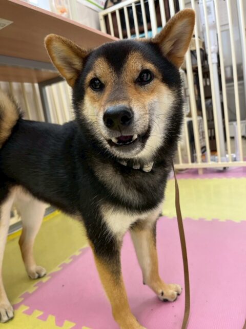 光太ちゃん🐶
歯磨きトレーニングを始めて約11ヶ月が経過しました!綺麗な状態を保ち続けられているのでこの調子で頑張りましょう!💪
今日は、ココ愛ちゃんとお喋りしたり寅丸ちゃんと楽しそうに遊んだりしていました!☺️
🐾🐶愛犬のお悩みご相談ください🐶🐾
@kenkohmura_official
↑フォロー待ってます↑
☎︎ 0〒955-0091 新潟県三条市上須頃大割428−1256-35-2571
✉️ info@kenkohmura.jp
HP: https://kenkohmura.jp
LINE: https://lin.ee/7LIz5sb
#犬幸村 #新潟県 #三条市 #上須頃 #新潟県トリミング #三条市トリミング #上須頃トリミング #トリミングサロン #犬の幼稚園 #ノーリッチテリア #いぬすたぐらむ #ホームセンタームサシ #犬バカ部 #犬幸村チャンネル #犬好きな人と繋がりたい #ストレス発散 #プラッキング #レーキング #犬のしつけ #トレーニング #爪切り #ハミガキ #柴犬 #柴犬の日常 #柴犬ラブ