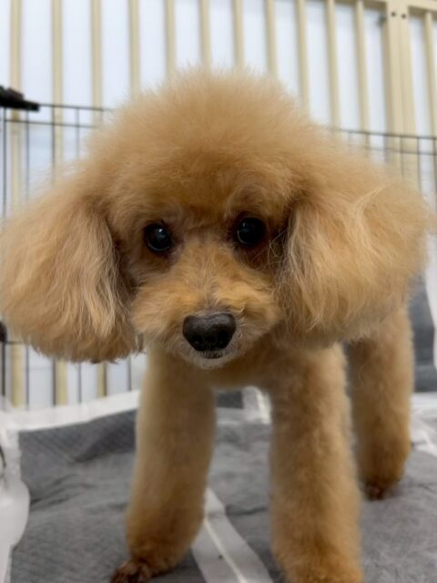 メイちゃん🐶
今日は、自分より小さいププちゃんやNICOPETにいるチワワちゃんと匂いを嗅ぎあっていました!😊
また、カットの時は落ち着いて良い子にカットしてもらっていました!🥰
🐾🐶愛犬のお悩みご相談ください🐶🐾
@kenkohmura_official
↑フォロー待ってます↑
☎︎ 0〒955-0091 新潟県三条市上須頃大割428−1256-35-2571
✉️ info@kenkohmura.jp
HP: https://kenkohmura.jp
LINE: https://lin.ee/7LIz5sb
#犬幸村 #新潟県 #三条市 #上須頃 #新潟県トリミング #三条市トリミング #上須頃トリミング #トリミングサロン #犬の幼稚園 #ノーリッチテリア #いぬすたぐらむ #ホームセンタームサシ #犬バカ部 #犬幸村チャンネル #犬好きな人と繋がりたい #ストレス発散 #プラッキング #レーキング #犬のしつけ #トレーニング #爪切り #ハミガキ #トイプードル #トイプードル仲間募集中 #トイプードルかわいい