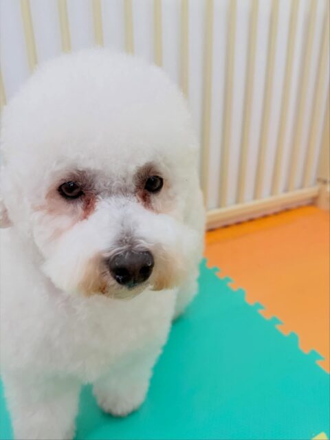 よもぎちゃん🐶
今日は、店内へお散歩に行った時はルンルンしながら楽しそうにお散歩していました!☺️
また、カットの時は落ち着いて顔周りのカットをさせてくれました!😄
🐾🐶愛犬のお悩みご相談ください🐶🐾
@kenkohmura_official
↑フォロー待ってます↑
☎︎ 0〒955-0091 新潟県三条市上須頃大割428−1256-35-2571
✉️ info@kenkohmura.jp
HP: https://kenkohmura.jp
LINE: https://lin.ee/7LIz5sb
#犬幸村 #新潟県 #三条市 #上須頃 #新潟県トリミング #三条市トリミング #上須頃トリミング #トリミングサロン #犬の幼稚園 #ノーリッチテリア #いぬすたぐらむ #ホームセンタームサシ #犬バカ部 #犬幸村チャンネル #犬好きな人と繋がりたい #ストレス発散 #プラッキング #レーキング #犬のしつけ #トレーニング #爪切り #ハミガキ #ビションフリーゼ #ビションフリーゼのいる生活 #ビションフリーゼ好きな人と繋がりたい