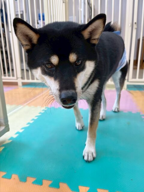 北斗ちゃん🐶
今日は、カメラ目線で大きなあくびをしている可愛い写真が撮れました!📷✨
また、柵越しに寅丸ちゃんとお喋りしたり、園内を走り回ったりしていました!😁
🐾🐶愛犬のお悩みご相談ください🐶🐾
@kenkohmura_official
↑フォロー待ってます↑
☎︎ 0〒955-0091 新潟県三条市上須頃大割428−1256-35-2571
✉️ info@kenkohmura.jp
HP: https://kenkohmura.jp
LINE: https://lin.ee/7LIz5sb
#犬幸村 #新潟県 #三条市 #上須頃 #新潟県トリミング #三条市トリミング #上須頃トリミング #トリミングサロン #犬の幼稚園 #ノーリッチテリア #いぬすたぐらむ #ホームセンタームサシ #犬バカ部 #犬幸村チャンネル #犬好きな人と繋がりたい #ストレス発散 #プラッキング #レーキング #犬のしつけ #トレーニング #爪切り #ハミガキ #柴犬 #柴犬が好きな人と繋がりたい #柴犬の日々