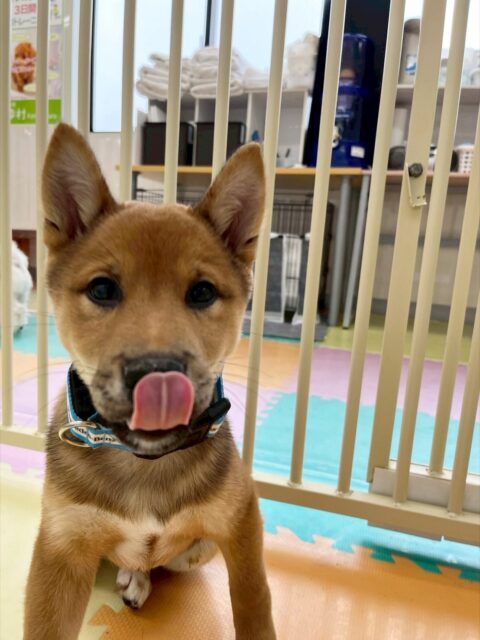 ケン太ちゃん🐶
今日は、店内へお散歩に行った時は色んなものが気になったりしていましたが上手にスタッフの隣を歩いていました!☺️
また、色んな子とお喋りしたり園内を走り回ったりしていました!😊
🐾🐶愛犬のお悩みご相談ください🐶🐾
@kenkohmura_official
↑フォロー待ってます↑
☎︎ 0〒955-0091 新潟県三条市上須頃大割428−1256-35-2571
✉️ info@kenkohmura.jp
HP: https://kenkohmura.jp
LINE: https://lin.ee/7LIz5sb
#犬幸村 #新潟県 #三条市 #上須頃 #新潟県トリミング #三条市トリミング #上須頃トリミング #トリミングサロン #犬の幼稚園 #ノーリッチテリア #いぬすたぐらむ #ホームセンタームサシ #犬バカ部 #犬幸村チャンネル #犬好きな人と繋がりたい #ストレス発散 #プラッキング #レーキング #犬のしつけ #トレーニング #爪切り #ハミガキ #柴犬 #柴犬の日々 #柴犬が好きな人と繋がりたい