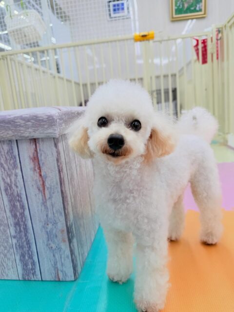こむぎちゃん🐶
今日は、スタッフが近くに来ると「抱っこしてください!」と猛アピールしていました!😊
また、自分からよもぎちゃんの匂いを嗅ぎに行ったりしていました!😄
🐾🐶愛犬のお悩みご相談ください🐶🐾
@kenkohmura_official
↑フォロー待ってます↑
☎︎ 0〒955-0091 新潟県三条市上須頃大割428−1256-35-2571
✉️ info@kenkohmura.jp
HP: https://kenkohmura.jp
LINE: https://lin.ee/7LIz5sb
#犬幸村 #新潟県 #三条市 #上須頃 #新潟県トリミング #三条市トリミング #上須頃トリミング #トリミングサロン #犬の幼稚園 #ノーリッチテリア #いぬすたぐらむ #ホームセンタームサシ #犬バカ部 #犬幸村チャンネル #犬好きな人と繋がりたい #ストレス発散 #プラッキング #レーキング #犬のしつけ #トレーニング #爪切り #ハミガキ #トイプードル #トイプードル好きな人とつながりたい #トイプードルとの生活