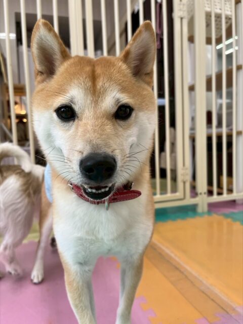 寅丸ちゃん🐶
今日は、レーキングが終わるとスッキリたのか気持ちよさそうな顔をした写真が撮れました!☺️
また、園内では北斗ちゃんとお喋りしたり店内へ散歩に行った時は楽しそうにお散歩していました!😁
🐾🐶愛犬のお悩みご相談ください🐶🐾
@kenkohmura_official
↑フォロー待ってます↑
☎︎ 0〒955-0091 新潟県三条市上須頃大割428−1256-35-2571
✉️ info@kenkohmura.jp
HP: https://kenkohmura.jp
LINE: https://lin.ee/7LIz5sb
#犬幸村 #新潟県 #三条市 #上須頃 #新潟県トリミング #三条市トリミング #上須頃トリミング #トリミングサロン #犬の幼稚園 #ノーリッチテリア #いぬすたぐらむ #ホームセンタームサシ #犬バカ部 #犬幸村チャンネル #犬好きな人と繋がりたい #ストレス発散 #プラッキング #レーキング #犬のしつけ #トレーニング #爪切り #ハミガキ #柴犬 #柴犬動画 #柴犬がいる暮らし