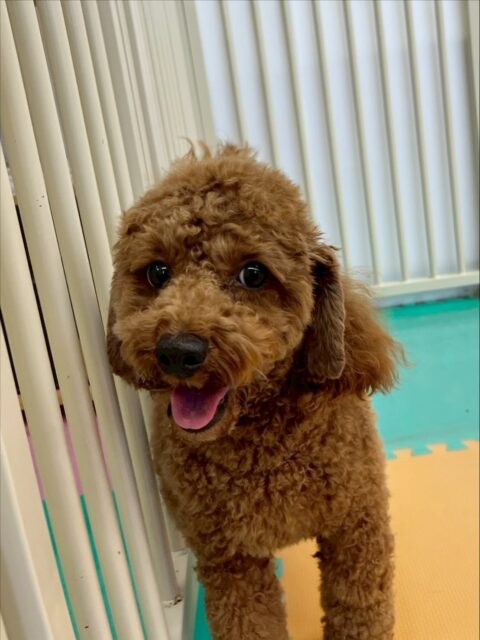 モコちゃん🐶
今日は、スタッフに名前を呼ばれると嬉しそうにスタッフの元へ駆けつけていました!😊
また、自分のペースで園内を歩き回ったりしていました!😁
🐾🐶愛犬のお悩みご相談ください🐶🐾
@kenkohmura_official
↑フォロー待ってます↑
☎︎ 0〒955-0091 新潟県三条市上須頃大割428−1256-35-2571
✉️ info@kenkohmura.jp
HP: https://kenkohmura.jp
LINE: https://lin.ee/7LIz5sb
#犬幸村 #新潟県 #三条市 #上須頃 #新潟県トリミング #三条市トリミング #上須頃トリミング #トリミングサロン #犬の幼稚園 #ノーリッチテリア #いぬすたぐらむ #ホームセンタームサシ #犬バカ部 #犬幸村チャンネル #犬好きな人と繋がりたい #ストレス発散 #プラッキング #レーキング #犬のしつけ #トレーニング #爪切り #ハミガキ #トイプードル #トイプードル好きな人とつながりたい #トイプードルとの生活