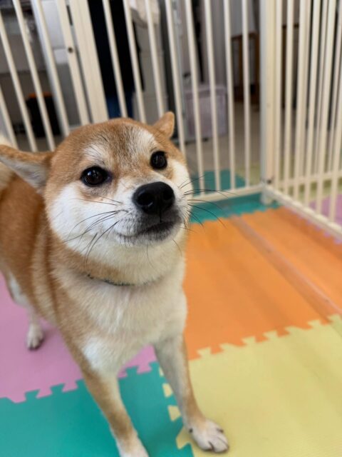 こまちゃん🐶
本日歯磨きトレーニングを開始して2ヶ月が経ちました🦷
歯磨きもだんだんやらせてくれるようになり、上手になって来ました👍頑張って継続しましょう✊

園内では寅丸ちゃんやニッカちゃん達とお話をしたり、激しい論争をしたりしていました🤭

🐾🐶愛犬のお悩みご相談ください🐶🐾
@kenkohmura_official
 ↑フォロー待ってます↑

〒955-0091 新潟県三条市上須頃大割４２８−１
☎︎ 0256-35-2571
✉️ info@kenkohmura.jp
HP: https://kenkohmura.jp
LINE: https://lin.ee/7LIz5sb

#犬幸村 #新潟県 #三条市 上須頃 新潟県トリミング 三条市トリミング 上須頃トリミング トリミングサロン 犬の幼稚園 ノーリッチテリア いぬすたぐらむ  ホームセンタームサシ 犬バカ部 犬幸村チャンネル  犬好きな人と繋がりたい ストレス発散 プラッキング レーキング 犬のしつけ トレーニング 爪切り  ハミガキ柴犬可愛い柴犬大好き柴犬倶楽部
