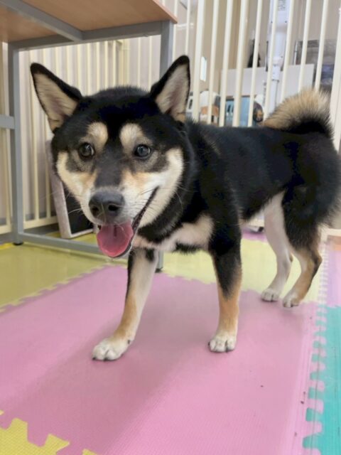 ルーナちゃん🐶
本日は朝からかなりテンションが高く、みんなを遊びに誘ってくれたり、柵越しにみんなとおしゃべりをしたりして楽しんでいました🤭

そして、本日からお散歩トレーニングを開始させていただきました‼️初めてながら物怖じせずにしっかりと歩けていてよかったです‼️少し引っ張りがあるので直せるようにトレーニングをしていきたいと思います✊

🐾🐶愛犬のお悩みご相談ください🐶🐾
@kenkohmura_official
 ↑フォロー待ってます↑

〒955-0091 新潟県三条市上須頃大割４２８−１
☎︎ 0256-35-2571
✉️ info@kenkohmura.jp
HP: https://kenkohmura.jp
LINE: https://lin.ee/7LIz5sb

#犬幸村 #新潟県 #三条市 上須頃 新潟県トリミング 三条市トリミング 上須頃トリミング トリミングサロン 犬の幼稚園 ノーリッチテリア いぬすたぐらむ  ホームセンタームサシ 犬バカ部 犬幸村チャンネル  犬好きな人と繋がりたい ストレス発散 プラッキング レーキング 犬のしつけ トレーニング 爪切り  ハミガキ 柴犬柴犬可愛い柴犬大好き柴犬倶楽部