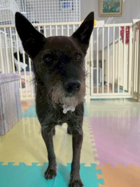 小乃輔ちゃん🐶
本日歯磨きトレーニングを開始して1年4ヶ月が経ちました
歯磨きもすごく上手で歯の状態もキープできているのでこのまま継続して行いましょう✊

園内ではピピちゃんが気に入ったようでずーっと匂いを嗅いだり後ろを追いかけたりしていました🤭

🐾🐶愛犬のお悩みご相談ください🐶🐾
@kenkohmura_official
 ↑フォロー待ってます↑

〒955-0091 新潟県三条市上須頃大割４２８−１
☎︎ 0256-35-2571
✉️ info@kenkohmura.jp
HP: https://kenkohmura.jp
LINE: https://lin.ee/7LIz5sb

#犬幸村 #新潟県 #三条市 上須頃 新潟県トリミング 三条市トリミング 上須頃トリミング トリミングサロン 犬の幼稚園 ノーリッチテリア いぬすたぐらむ  ホームセンタームサシ 犬バカ部 犬幸村チャンネル  犬好きな人と繋がりたい ストレス発散 プラッキング レーキング 犬のしつけ トレーニング 爪切り  ハミガキ ミックスミックス犬ミックス犬可愛いミックス犬倶楽部