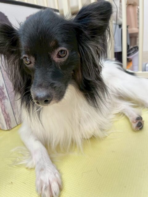 リラちゃん🐶
本日歯磨きトレーニングを開始して9ヶ月が経ちました🦷
歯磨きも歯の状態も順調なので継続を意識して頑張って続けていきましょう✊

園内では大好きなマロンちゃんにベッタリな1日でした🤭
毎度恒例の歯磨きどっちが先にするかの戦いやスタッフとの手遊びなど色々楽しませてくれました🤣

🐾🐶愛犬のお悩みご相談ください🐶🐾
@kenkohmura_official
 ↑フォロー待ってます↑

〒955-0091 新潟県三条市上須頃大割４２８−１
☎︎ 0256-35-2571
✉️ info@kenkohmura.jp
HP: https://kenkohmura.jp
LINE: https://lin.ee/7LIz5sb

#犬幸村 #新潟県 #三条市 上須頃 新潟県トリミング 三条市トリミング 上須頃トリミング トリミングサロン 犬の幼稚園 ノーリッチテリア いぬすたぐらむ  ホームセンタームサシ 犬バカ部 犬幸村チャンネル  犬好きな人と繋がりたい ストレス発散 プラッキング レーキング 犬のしつけ トレーニング 爪切り  ハミガキ ミックスミックス犬ミックス犬可愛いミックス犬倶楽部