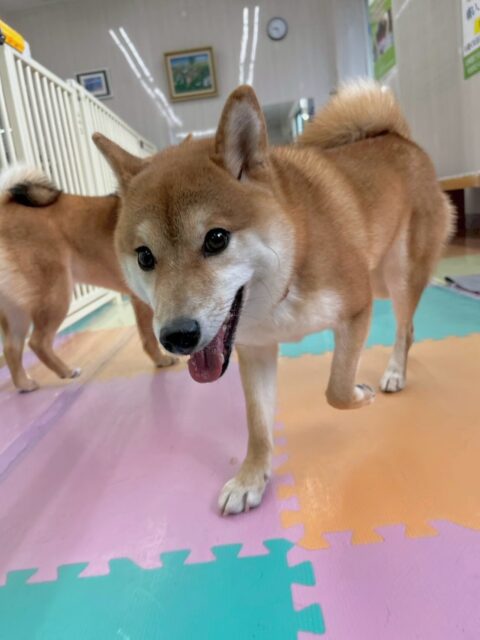 つくしちゃん🐶
本日は、のりまきちゃんや、ルーナちゃん、ペリーちゃん達と走り回ったり、激しいワンプロをしたりして楽しんでいました🤭

お散歩トレーニングでは少し引っ張りが強くなっていたのでまた少しずつ直していきましょう✊

🐾🐶愛犬のお悩みご相談ください🐶🐾
@kenkohmura_official
 ↑フォロー待ってます↑

〒955-0091 新潟県三条市上須頃大割４２８−１
☎︎ 0256-35-2571
✉️ info@kenkohmura.jp
HP: https://kenkohmura.jp
LINE: https://lin.ee/7LIz5sb

#犬幸村 #新潟県 #三条市 上須頃 新潟県トリミング 三条市トリミング 上須頃トリミング トリミングサロン 犬の幼稚園 ノーリッチテリア いぬすたぐらむ  ホームセンタームサシ 犬バカ部 犬幸村チャンネル  犬好きな人と繋がりたい ストレス発散 プラッキング レーキング 犬のしつけ トレーニング 爪切り  ハミガキ 柴犬柴犬可愛い柴犬大好き柴犬倶楽部