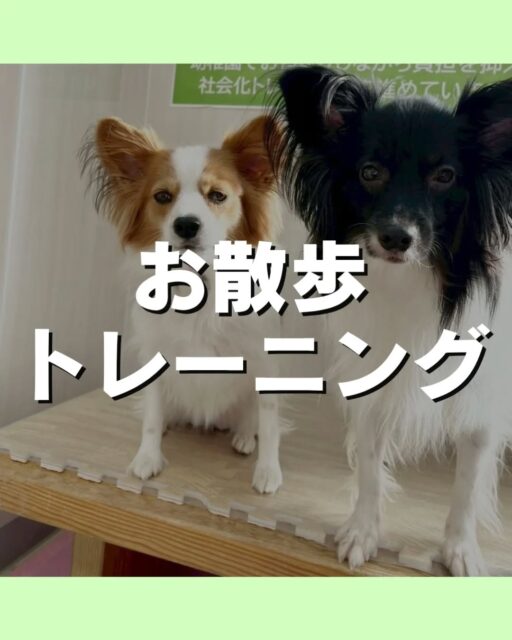 お散歩トレーニング講習会🐶
12/13(土)12時〜13時半
お散歩トレーニング講習会を
ミズベリング三条にて開催します😆

こんなお悩みありませんか？
引っ張が強い
拾い食いが気になる
他の子や人に向かって吠えてしまう⋯

お気軽にお問い合わせください💁

🐾🐶愛犬のお悩みご相談ください🐶🐾
@kenkohmura_official
 ↑フォロー待ってます↑

〒955-0091 新潟県三条市上須頃大割４２８−１
☎︎ 0256-35-2571
✉️ info@kenkohmura.jp
HP: https://kenkohmura.jp
LINE: https://lin.ee/7LIz5sb

#犬幸村 #新潟県 #三条市 上須頃 新潟県トリミング 三条市トリミング 上須頃トリミング トリミングサロン 犬の幼稚園 ノーリッチテリア いぬすたぐらむ  ホームセンタームサシ 犬バカ部 犬幸村チャンネル  犬好きな人と繋がりたい ストレス発散 プラッキング レーキング 犬のしつけ トレーニング 爪切り  ハミガキ