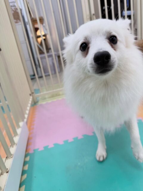 幸ちゃん🐶
本日はポコちゃんや、カルムちゃん達とちょっかいを出し合ったりして楽しんでいました🤭

お散歩トレーニングでは最近引っ張りがかなり減り、こちらを見ながら歩いてくれるようになりました‼️これからも頑張っていきましょう✊

🐾🐶愛犬のお悩みご相談ください🐶🐾
@kenkohmura_official
 ↑フォロー待ってます↑

〒955-0091 新潟県三条市上須頃大割４２８−１
☎︎ 0256-35-2571
✉️ info@kenkohmura.jp
HP: https://kenkohmura.jp
LINE: https://lin.ee/7LIz5sb

#犬幸村 #新潟県 #三条市 上須頃 新潟県トリミング 三条市トリミング 上須頃トリミング トリミングサロン 犬の幼稚園 ノーリッチテリア いぬすたぐらむ  ホームセンタームサシ 犬バカ部 犬幸村チャンネル  犬好きな人と繋がりたい ストレス発散 プラッキング レーキング 犬のしつけ トレーニング 爪切り  ハミガキ スピッツスピッツ可愛いスピッツ倶楽部スピッツ大好き