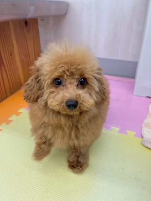 ププちゃん🐶
本日も積極的にみんなとコミュニケーションをとったり、幼稚園体験に来てくれた子達にも自分からアタックをしたり、遊びに誘ったりしていました👍

お散歩トレーニングもだんだんペースを合わせるのが早くなって来てすぐに合わせて歩けるようになるまで後少しのところまで来ました‼️頑張って継続しましょう✊

🐾🐶愛犬のお悩みご相談ください🐶🐾
@kenkohmura_official
 ↑フォロー待ってます↑

〒955-0091 新潟県三条市上須頃大割４２８−１
☎︎ 0256-35-2571
✉️ info@kenkohmura.jp
HP: https://kenkohmura.jp
LINE: https://lin.ee/7LIz5sb

#犬幸村 #新潟県 #三条市 上須頃 新潟県トリミング 三条市トリミング 上須頃トリミング トリミングサロン 犬の幼稚園 ノーリッチテリア いぬすたぐらむ  ホームセンタームサシ 犬バカ部 犬幸村チャンネル  犬好きな人と繋がりたい ストレス発散 プラッキング レーキング 犬のしつけ トレーニング 爪切り  ハミガキ トイプートイプー可愛いトイプー倶楽部トイプー大好き