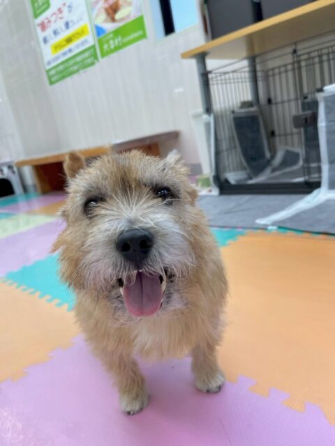 明日12/31日から1/5月曜日までお正月休みを頂きます
1/6火曜日からはまた通常通り営業させていただきます🐶

皆様今年は誠にお世話になりました🙇
また来年も犬幸村をどうぞよろしくお願い致します‼️
また火曜日から元気に営業しているので皆様是非ご利用ください。

🐾🐶愛犬のお悩みご相談ください🐶🐾
@kenkohmura_official
 ↑フォロー待ってます↑

〒955-0091 新潟県三条市上須頃大割４２８−１
☎︎ 0256-35-2571
✉️ info@kenkohmura.jp
HP: https://kenkohmura.jp
LINE: https://lin.ee/7LIz5sb

#犬幸村 #新潟県 #三条市 #上須頃 #新潟県トリミング 三条市トリミング 上須頃トリミング トリミングサロン 犬の幼稚園 ノーリッチテリア いぬすたぐらむ  ホームセンタームサシ 犬バカ部 犬幸村チャンネル  犬好きな人と繋がりたい ストレス発散 プラッキング レーキング 犬のしつけ トレーニング 爪切り  ハミガキ