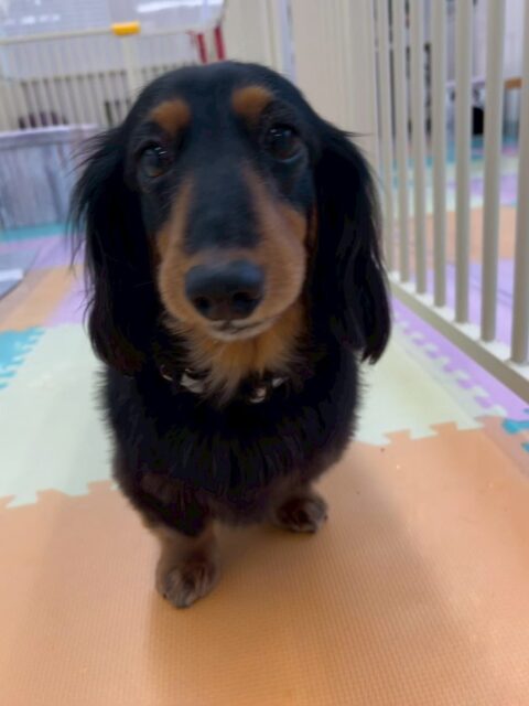 クッキーちゃん🐶
本日は、ちびっ子軍団にたくさんちょっかいを出されて何だよ‼️と少し怒ったり、ゴロー丸ちゃん達と挨拶をしたりしたりしていました🤭

🐾🐶愛犬のお悩みご相談ください🐶🐾
@kenkohmura_official
 ↑フォロー待ってます↑

〒955-0091 新潟県三条市上須頃大割４２８−１
☎︎ 0256-35-2571
✉️ info@kenkohmura.jp
HP: https://kenkohmura.jp
LINE: https://lin.ee/7LIz5sb

#犬幸村 #新潟県 #三条市 #上須頃 #新潟県トリミング 三条市トリミング 上須頃トリミング トリミングサロン 犬の幼稚園 ノーリッチテリア いぬすたぐらむ  ホームセンタームサシ 犬バカ部 犬幸村チャンネル  犬好きな人と繋がりたい ストレス発散 プラッキング レーキング 犬のしつけ トレーニング 爪切り  ハミガキ ダックスダックス倶楽部ダックス可愛いダックス大好き