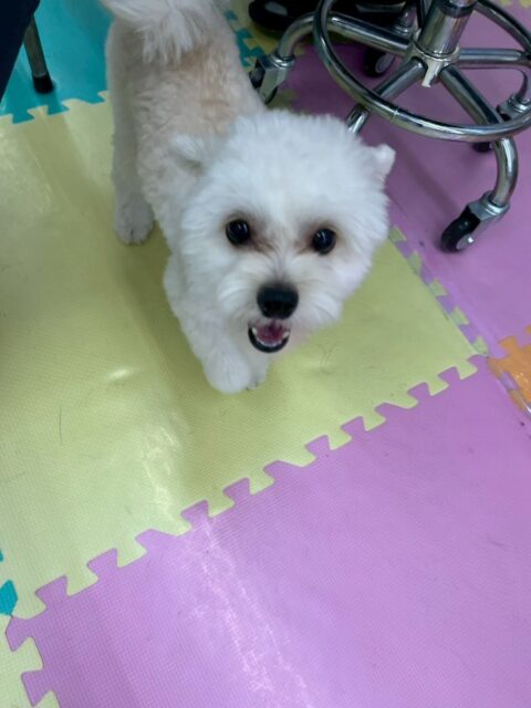 本日幼稚園体験に来てくれました🐶
初めからみんなと楽しそうに遊べており、走り回ったり、ワンプロを仕掛けたりしてすごくフレンドリーで明るい子でした‼️
今日だけでたくさんお友達ができたように思いました
またいつでも遊びに来てください！お待ちしております✊

🐾🐶愛犬のお悩みご相談ください🐶🐾
@kenkohmura_official
 ↑フォロー待ってます↑

〒955-0091 新潟県三条市上須頃大割４２８−１
☎︎ 0256-35-2571
✉️ info@kenkohmura.jp
HP: https://kenkohmura.jp
LINE: https://lin.ee/7LIz5sb

#犬幸村 #新潟県 #三条市 #上須頃 #新潟県トリミング 三条市トリミング 上須頃トリミング トリミングサロン 犬の幼稚園 ノーリッチテリア いぬすたぐらむ  ホームセンタームサシ 犬バカ部 犬幸村チャンネル  犬好きな人と繋がりたい ストレス発散 プラッキング レーキング 犬のしつけ トレーニング 爪切り  ハミガキ ミックスミックス犬ミックス犬可愛いミックス犬大好きミックス犬倶楽部