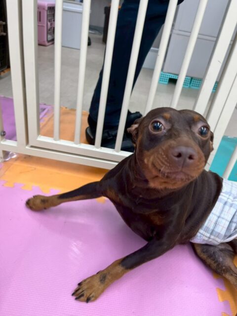 とらのすけちゃん🐶
本日はやん丸にお腹を出したり、北斗ちゃんや、コハクちゃん達に挨拶をし合ったりしていました🤭
小さい子達とも匂いを嗅ぎ合ったりできていたので非常に良かったです👍

🐾🐶愛犬のお悩みご相談ください🐶🐾
@kenkohmura_official
 ↑フォロー待ってます↑

〒955-0091 新潟県三条市上須頃大割４２８−１
☎︎ 0256-35-2571
✉️ info@kenkohmura.jp
HP: https://kenkohmura.jp
LINE: https://lin.ee/7LIz5sb

#犬幸村 #新潟県 #三条市 #上須頃 #新潟県トリミング 三条市トリミング 上須頃トリミング トリミングサロン 犬の幼稚園 ノーリッチテリア いぬすたぐらむ  ホームセンタームサシ 犬バカ部 犬幸村チャンネル  犬好きな人と繋がりたい ストレス発散 プラッキング レーキング 犬のしつけ トレーニング 爪切り  ハミガキ ミニピンミニピン可愛いミニピン大好きミニピン倶楽部