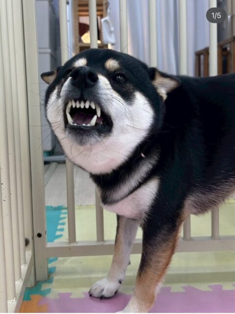 北斗ちゃん🐶
本日歯磨きトレーニングを開始して1年3ヶ月が経ちました
歯磨きも歯の状態も良いのでこのまま継続を意識して頑張りましょう✊

園内では、柵越しにまめちゃんと激しいお話をずーっとしていてあまりにも激しくて、周りの子達も興味津々でした🤭

小さい子達組にも非常に優しくできており挨拶をし合ったりして楽しそうにしていました👍

🐾🐶愛犬のお悩みご相談ください🐶🐾
@kenkohmura_official
 ↑フォロー待ってます↑

〒955-0091 新潟県三条市上須頃大割４２８−１
☎︎ 0256-35-2571
✉️ info@kenkohmura.jp
HP: https://kenkohmura.jp
LINE: https://lin.ee/7LIz5sb

#犬幸村 #新潟県 #三条市 #上須頃 #新潟県トリミング 三条市トリミング 上須頃トリミング トリミングサロン 犬の幼稚園 ノーリッチテリア いぬすたぐらむ  ホームセンタームサシ 犬バカ部 犬幸村チャンネル  犬好きな人と繋がりたい ストレス発散 プラッキング レーキング 犬のしつけ トレーニング 爪切り  ハミガキ 柴犬柴犬可愛い柴犬大好き柴犬倶楽部