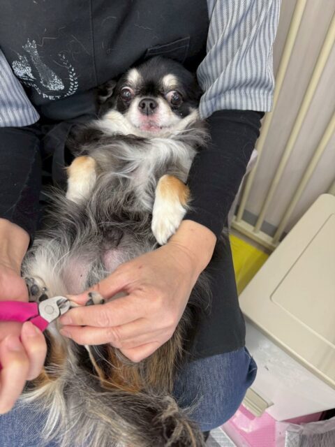 こまめちゃん&チーノちゃん🐶
今日は2人とも園内を探検した後、奥のお部屋でゆっくりしていました😊
シャンプーでは2人とも気持ちよかったのかうっとりしていました🥰

🐾🐶愛犬のお悩みご相談ください🐶🐾
@kenkohmura_official
 ↑フォロー待ってます↑

〒955-0091 新潟県三条市上須頃大割４２８−１
☎︎ 0256-35-2571
✉️ info@kenkohmura.jp
HP: https://kenkohmura.jp
LINE: https://lin.ee/7LIz5sb

#犬幸村 #新潟県 #三条市 上須頃 新潟県トリミング 三条市トリミング 上須頃トリミング トリミングサロン 犬の幼稚園 ノーリッチテリア いぬすたぐらむ  ホームセンタームサシ 犬バカ部 犬幸村チャンネル  犬好きな人と繋がりたい ストレス発散 プラッキング レーキング 犬のしつけ トレーニング 爪切り  ハミガキ　チワワ　ちわわ　チワワだいすき