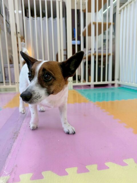 麦ちゃん🐶
今日はルンルンでカノアちゃんややん丸に挨拶をしていました😊その後はいつも通りスタッフにぺったりで甘えん坊さんでした✨
ゴロー丸ちゃんがスタッフの膝の上に乗っているとヤキモチを焼いていました😆

🐾🐶愛犬のお悩みご相談ください🐶🐾
@kenkohmura_official
 ↑フォロー待ってます↑

〒955-0091 新潟県三条市上須頃大割４２８−１
☎︎ 0256-35-2571
✉️ info@kenkohmura.jp
HP: https://kenkohmura.jp
LINE: https://lin.ee/7LIz5sb

#犬幸村 #新潟県 #三条市 上須頃 新潟県トリミング 三条市トリミング 上須頃トリミング トリミングサロン 犬の幼稚園 ノーリッチテリア いぬすたぐらむ  ホームセンタームサシ 犬バカ部 犬幸村チャンネル  犬好きな人と繋がりたい ストレス発散 プラッキング レーキング 犬のしつけ トレーニング 爪切り  ハミガキ　ジャックラッセルテリア　ジャックラッセル　ジャックラッセルかわいい