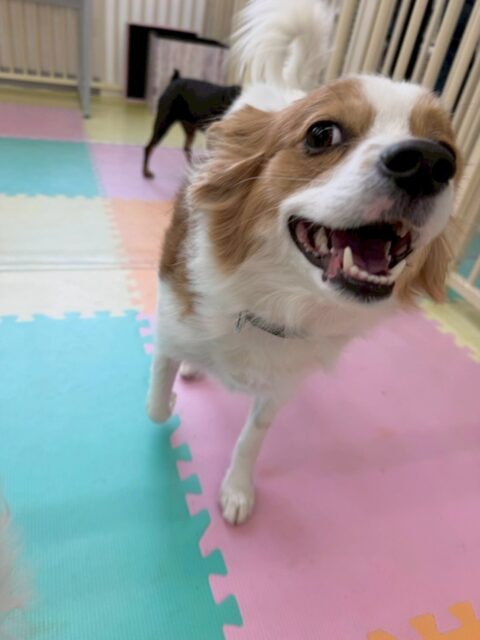マロンちゃん🐶
本日は、マロンちゃんが可愛すぎてスタッフが遊んでもらっていました🙏
園内では、ぽん太や、やん丸、ニコペットの子達からモテモテのマロンちゃん‼️本日も大人気でした😍

🐾🐶愛犬のお悩みご相談ください🐶🐾
@kenkohmura_official
 ↑フォロー待ってます↑

〒955-0091 新潟県三条市上須頃大割４２８−１
☎︎ 0256-35-2571
✉️ info@kenkohmura.jp
HP: https://kenkohmura.jp
LINE: https://lin.ee/7LIz5sb

#犬幸村 #新潟県 #三条市 #上須頃 #新潟県トリミング 三条市トリミング 上須頃トリミング トリミングサロン 犬の幼稚園 ノーリッチテリア いぬすたぐらむ  ホームセンタームサシ 犬バカ部 犬幸村チャンネル  犬好きな人と繋がりたい ストレス発散 プラッキング レーキング 犬のしつけ トレーニング 爪切り  ハミガキ パピヨンパピヨン可愛いパピヨン大好きパピヨン倶楽部