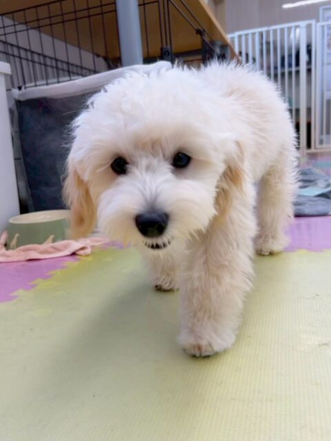 ふうちゃん🐶
今日はお店の小さい子達やププちゃん、ハピちゃんと園内を走り回っていました😊
午後からはスタッフの足元でゴロンと寝転んでのんびり過ごしていました🥰
お散歩では楽しくなってくると早足になってしまっていましたがこちらのペースに合わせることも出来ていました👏

🐾🐶愛犬のお悩みご相談ください🐶🐾
@kenkohmura_official
 ↑フォロー待ってます↑

〒955-0091 新潟県三条市上須頃大割４２８−１
☎︎ 0256-35-2571
✉️ info@kenkohmura.jp
HP: https://kenkohmura.jp
LINE: https://lin.ee/7LIz5sb

#犬幸村 #新潟県 #三条市 上須頃 新潟県トリミング 三条市トリミング 上須頃トリミング トリミングサロン 犬の幼稚園 ノーリッチテリア いぬすたぐらむ  ホームセンタームサシ 犬バカ部 犬幸村チャンネル  犬好きな人と繋がりたい ストレス発散 プラッキング レーキング 犬のしつけ トレーニング 爪切り  ハミガキ　ミックス犬　mix犬　MIX犬だいすき