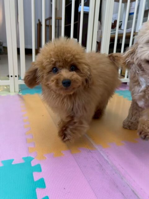 ププちゃん🐶
本日は仲良しのモモちゃん、神威ちゃん、きりまるちゃん達と走り回ったり、ワンプロをしたりして楽しんでいました👍
きりまるちゃんとも遊べて非常に満足そうなププちゃんでした👏
🐾🐶愛犬のお悩みご相談ください🐶🐾
@kenkohmura_official
↑フォロー待ってます↑
〒955-0091 新潟県三条市上須頃大割428−1
☎︎ 0256-35-2571
✉️ info@kenkohmura.jp
HP: https://kenkohmura.jp
LINE: https://lin.ee/7LIz5sb
#犬幸村 #新潟県 #三条市 #上須頃 #新潟県トリミング 三条市トリミング 上須頃トリミング トリミングサロン 犬の幼稚園 ノーリッチテリア いぬすたぐらむ ホームセンタームサシ 犬バカ部 犬幸村チャンネル 犬好きな人と繋がりたい ストレス発散 プラッキング レーキング 犬のしつけ トレーニング 爪切り ハミガキトイプートイプー可愛いトイプー倶楽部トイプー大好き