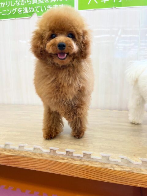 ププちゃん🐶
今日は立ち上がった瞬間の可愛いお写真が撮れました😆
園内ではお店の小さい子達とプロレスごっこや追いかけっこをして楽しそうに遊んでいました✨

🐾🐶愛犬のお悩みご相談ください🐶🐾
@kenkohmura_official
 ↑フォロー待ってます↑

〒955-0091 新潟県三条市上須頃大割４２８−１
☎︎ 0256-35-2571
✉️ info@kenkohmura.jp
HP: https://kenkohmura.jp
LINE: https://lin.ee/7LIz5sb

#犬幸村 #新潟県 #三条市 上須頃 新潟県トリミング 三条市トリミング 上須頃トリミング トリミングサロン 犬の幼稚園 ノーリッチテリア いぬすたぐらむ  ホームセンタームサシ 犬バカ部 犬幸村チャンネル  犬好きな人と繋がりたい ストレス発散 プラッキング レーキング 犬のしつけ トレーニング 爪切り  ハミガキ トイプードル　トイプー　といぷー