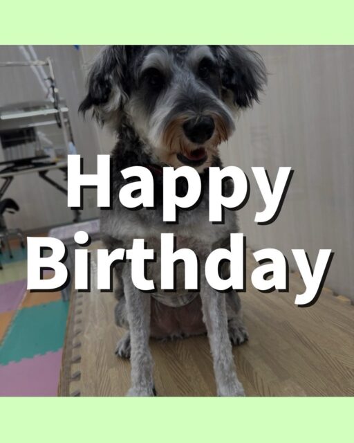 ペリーちゃん🐶
ハッピーバースデー🎊おめでとうございます‼️
本日園内では、コハクちゃんや、のりまきちゃん、神威ちゃん達と走り回ったり、おしゃべりをしあったりして非常に楽しそうにして過ごしていました🤭
カットやシャンプーも頑張ってくれてかなりイメチェンしました‼️新しいカットも似合ってて可愛すぎました😍
🐾🐶愛犬のお悩みご相談ください🐶🐾
@kenkohmura_official
↑フォロー待ってます↑
〒955-0091 新潟県三条市上須頃大割428−1
☎︎ 0256-35-2571
✉️ info@kenkohmura.jp
HP: https://kenkohmura.jp
LINE: https://lin.ee/7LIz5sb
#犬幸村 #新潟県 #三条市 #上須頃 #新潟県トリミング 三条市トリミング 上須頃トリミング トリミングサロン 犬の幼稚園 ノーリッチテリア いぬすたぐらむ ホームセンタームサシ 犬バカ部 犬幸村チャンネル 犬好きな人と繋がりたい ストレス発散 プラッキング レーキング 犬のしつけ トレーニング 爪切り ハミガキ シュナウザーシュナウザー可愛いシュナウザー大好きシュナウザー倶楽部