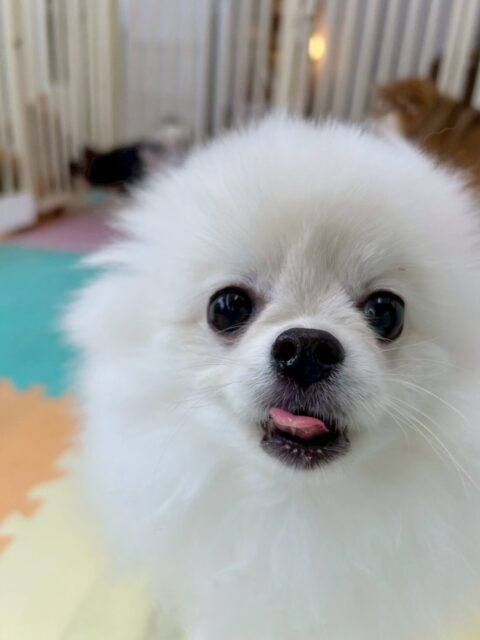 ぽぽちゃん🐶
今日はお店の小さい子達と追いかけっこをしたりしていました😊
お迎えの前にはお父さん、お母さんとブラッシングの練習をさせていただきました☺️お二人ともお上手でぽぽちゃんもリラックス出来ていました✨
お家でも落ち着いて出来るように少しずつ練習していきましょう💪

🐾🐶愛犬のお悩みご相談ください🐶🐾
@kenkohmura_official
 ↑フォロー待ってます↑

〒955-0091 新潟県三条市上須頃大割４２８−１
☎︎ 0256-35-2571
✉️ info@kenkohmura.jp
HP: https://kenkohmura.jp
LINE: https://lin.ee/7LIz5sb

#犬幸村 #新潟県 #三条市 上須頃 新潟県トリミング 三条市トリミング 上須頃トリミング トリミングサロン 犬の幼稚園 ノーリッチテリア いぬすたぐらむ  ホームセンタームサシ 犬バカ部 犬幸村チャンネル  犬好きな人と繋がりたい ストレス発散 プラッキング レーキング 犬のしつけ トレーニング 爪切り  ハミガキ ポメラニアン　ポメ　ポメラニアンだいすき