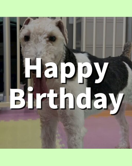 ポコちゃん🐶
お誕生日おめでとうございます🎂👏🏻
ニッカちゃんやニコペットにいるラブラドールちゃん達と激しく遊んだりしていました😄
🐾🐶愛犬のお悩みご相談ください🐶🐾
@kenkohmura_official
 ↑フォロー待ってます↑

〒955-0091 新潟県三条市上須頃大割４２８−１
☎︎ 0256-35-2571
✉️ info@kenkohmura.jp
HP: https://kenkohmura.jp
LINE: https://lin.ee/7LIz5sb

#犬幸村 #新潟県 #三条市 #上須頃 #新潟県トリミング 三条市トリミング 上須頃トリミング トリミングサロン 犬の幼稚園 ノーリッチテリア いぬすたぐらむ  ホームセンタームサシ 犬バカ部 犬幸村チャンネル  犬好きな人と繋がりたい ストレス発散 プラッキング レーキング 犬のしつけ トレーニング 爪切り  ハミガキ ワイヤーフォックステリア ワイヤーフォックステリアかわいい ワイヤーフォックステリアだいすき