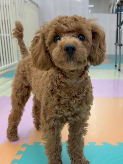 モカちゃん🐶
本日から歯磨きトレーニングスタートです‼️
本日は初回ということもあり、歯磨きに慣れさせる練習であったり、口周りを触る練習をしました‼️歯磨きどんどん練習して歯磨きマスターを目指しましょう✊

園内ではヤンチャ組に入ってみたり、おとなしい組にいたりと両方とも仲良くお友達ができました‼️かなり激しく遊び回っていたので夕方には少し疲れている様子でした🤭

🐾🐶愛犬のお悩みご相談ください🐶🐾
@kenkohmura_official
 ↑フォロー待ってます↑

〒955-0091 新潟県三条市上須頃大割４２８−１
☎︎ 0256-35-2571
✉️ info@kenkohmura.jp
HP: https://kenkohmura.jp
LINE: https://lin.ee/7LIz5sb

#犬幸村 #新潟県 #三条市 #上須頃 #新潟県トリミング 三条市トリミング 上須頃トリミング トリミングサロン 犬の幼稚園 ノーリッチテリア いぬすたぐらむ  ホームセンタームサシ 犬バカ部 犬幸村チャンネル  犬好きな人と繋がりたい ストレス発散 プラッキング レーキング 犬のしつけ トレーニング 爪切り  ハミガキ トイプートイプー可愛いトイプー大好きトイプー倶楽部