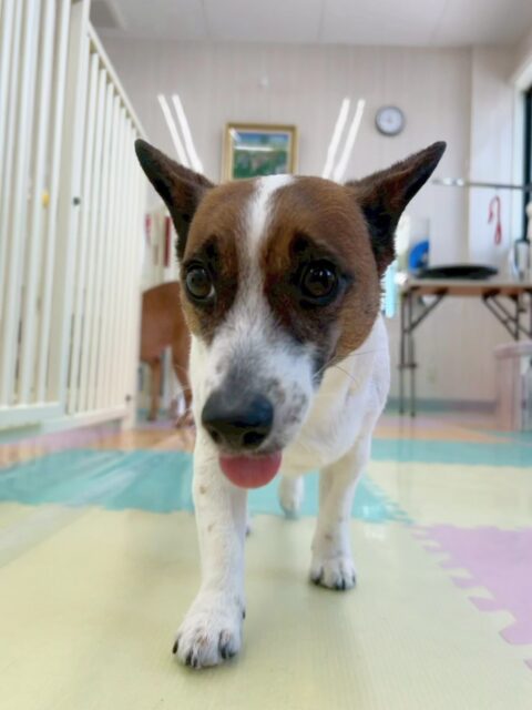 麦ちゃん🐶
今日もお店の小さい子達でエネルギッシュな子達に一喝入れてくれていました😆
シャンプーではお利口さんにしていてくれて、ボックスドライヤーの中ではうとうと眠そうにしていて可愛かったです😊

🐾🐶愛犬のお悩みご相談ください🐶🐾
@kenkohmura_official
 ↑フォロー待ってます↑

〒955-0091 新潟県三条市上須頃大割４２８−１
☎︎ 0256-35-2571
✉️ info@kenkohmura.jp
HP: https://kenkohmura.jp
LINE: https://lin.ee/7LIz5sb

#犬幸村 #新潟県 #三条市 上須頃 新潟県トリミング 三条市トリミング 上須頃トリミング トリミングサロン 犬の幼稚園 ノーリッチテリア いぬすたぐらむ  ホームセンタームサシ 犬バカ部 犬幸村チャンネル  犬好きな人と繋がりたい ストレス発散 プラッキング レーキング 犬のしつけ トレーニング 爪切り  ハミガキ ジャックラッセルテリア　ジャックラッセル　ジャックラッセルかわいい