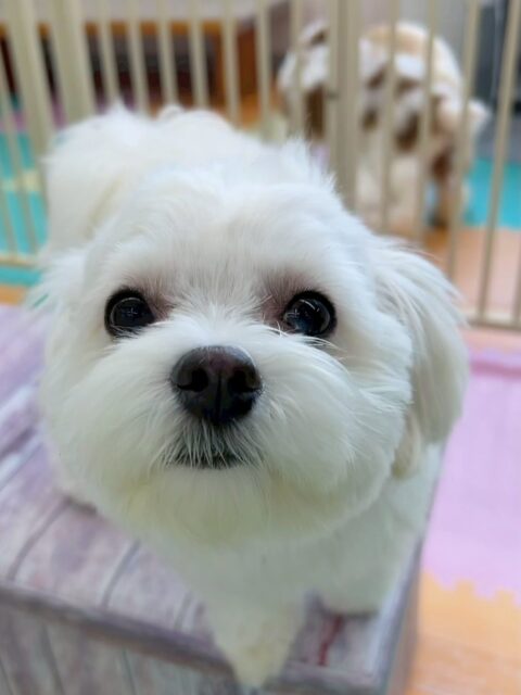 むくちゃん🐶
今日はやん丸やクールちゃん、カノアちゃんなどに積極的に挨拶をしていました😊
むくちゃん、年上の子の方が好きなようでお店の小さい子に遊びに誘われると少し困惑していました😆
スタッフには甘えん坊さんで近づくとコロンとおなかを出してくれて可愛かったです🥰

🐾🐶愛犬のお悩みご相談ください🐶🐾
@kenkohmura_official
 ↑フォロー待ってます↑

〒955-0091 新潟県三条市上須頃大割４２８−１
☎︎ 0256-35-2571
✉️ info@kenkohmura.jp
HP: https://kenkohmura.jp
LINE: https://lin.ee/7LIz5sb

#犬幸村 #新潟県 #三条市 上須頃 新潟県トリミング 三条市トリミング 上須頃トリミング トリミングサロン 犬の幼稚園 ノーリッチテリア いぬすたぐらむ  ホームセンタームサシ 犬バカ部 犬幸村チャンネル  犬好きな人と繋がりたい ストレス発散 プラッキング レーキング 犬のしつけ トレーニング 爪切り  ハミガキ　ミックス犬　mix犬　みっくす犬