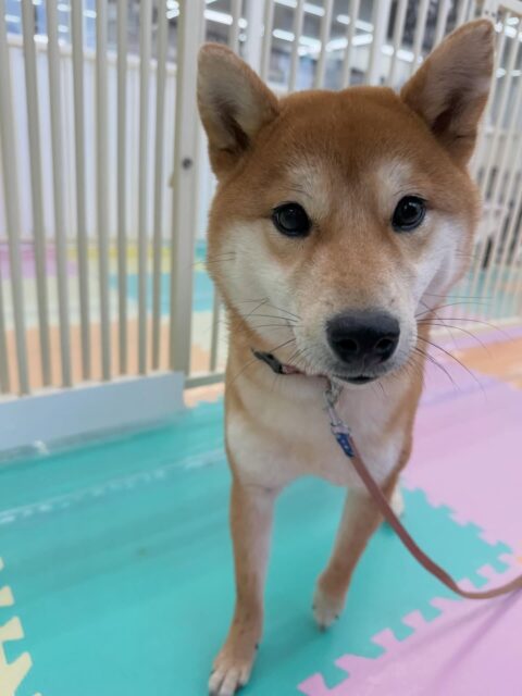 うめちゃん🐶
本日もお手入れのトレーニング非常に頑張ってくれていました‼️後ろ足は、かなり触るのも慣れてきたようで爪を切ったり、バリカンをかけたりもできて非常に良かったです👍
だんだんと園内にも慣れてきたようで本日は、自分から遊びを誘うシーンもありかなり楽しそうにして過ごせていたように思います👏
🐾🐶愛犬のお悩みご相談ください🐶🐾
@kenkohmura_official
↑フォロー待ってます↑
〒955-0091 新潟県三条市上須頃大割428−1
☎︎ 0256-35-2571
✉️ info@kenkohmura.jp
HP: https://kenkohmura.jp
LINE: https://lin.ee/7LIz5sb
#犬幸村 #新潟県 #三条市 #上須頃 #新潟県トリミング 三条市トリミング 上須頃トリミング トリミングサロン 犬の幼稚園 ノーリッチテリア いぬすたぐらむ ホームセンタームサシ 犬バカ部 犬幸村チャンネル 犬好きな人と繋がりたい ストレス発散 プラッキング レーキング 犬のしつけ トレーニング 爪切り ハミガキ 柴犬柴犬柴犬可愛い柴犬大好き柴犬倶楽部