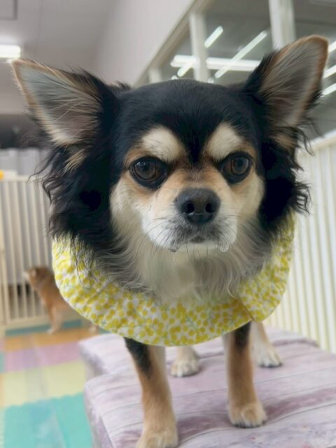 ゴロー丸ちゃん🐶
本日歯磨きトレーニングを開始して1年7ヶ月が経ちました
歯磨きも歯の状態も良好で、キープできています‼️このまま継続して行いましょう✊

園内では、ピピちゃんや、タッチちゃん、クッキーちゃん達と一緒に匂いを嗅ぎ合ったり、ちょっかいを出し合ったりして過ごしていました🤭

🐾🐶愛犬のお悩みご相談ください🐶🐾
@kenkohmura_official
 ↑フォロー待ってます↑

〒955-0091 新潟県三条市上須頃大割４２８−１
☎︎ 0256-35-2571
✉️ info@kenkohmura.jp
HP: https://kenkohmura.jp
LINE: https://lin.ee/7LIz5sb

#犬幸村 #新潟県 #三条市 #上須頃 #新潟県トリミング 三条市トリミング 上須頃トリミング トリミングサロン 犬の幼稚園 ノーリッチテリア いぬすたぐらむ  ホームセンタームサシ 犬バカ部 犬幸村チャンネル  犬好きな人と繋がりたい ストレス発散 プラッキング レーキング 犬のしつけ トレーニング 爪切り  ハミガキ チワワチワワ可愛いチワワ大好きチワワ倶楽部