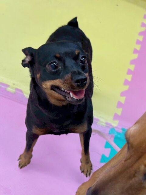 クールちゃん&カノアちゃん🐶
今日はクールちゃんはお店のラブラドールちゃんに遊びに誘われていましたが「ゆっくりしたいの！」と伝えていました😊
カノアちゃんはお店の小さい子達が遊んでいるところを優しく嗅ぎにいけていました👏

🐾🐶愛犬のお悩みご相談ください🐶🐾
@kenkohmura_official
 ↑フォロー待ってます↑

〒955-0091 新潟県三条市上須頃大割４２８−１
☎︎ 0256-35-2571
✉️ info@kenkohmura.jp
HP: https://kenkohmura.jp
LINE: https://lin.ee/7LIz5sb

#犬幸村 #新潟県 #三条市 上須頃 新潟県トリミング 三条市トリミング 上須頃トリミング トリミングサロン 犬の幼稚園 ノーリッチテリア いぬすたぐらむ  ホームセンタームサシ 犬バカ部 犬幸村チャンネル  犬好きな人と繋がりたい ストレス発散 プラッキング レーキング 犬のしつけ トレーニング 爪切り  ハミガキ ミニチュアピンシャー　ミニピン　ミックス犬　mix犬