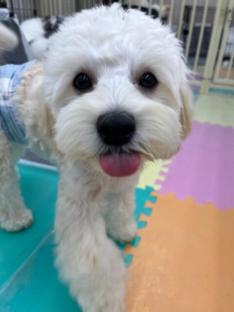 ふうちゃん🐶
ポコちゃんやハピちゃんやププちゃん達と楽しそうに遊んでいました✨
🐾🐶愛犬のお悩みご相談ください🐶🐾
@kenkohmura_official
 ↑フォロー待ってます↑

〒955-0091 新潟県三条市上須頃大割４２８−１
☎︎ 0256-35-2571
✉️ info@kenkohmura.jp
HP: https://kenkohmura.jp
LINE: https://lin.ee/7LIz5sb

#犬幸村 #新潟県 #三条市 #上須頃 #新潟県トリミング 三条市トリミング 上須頃トリミング トリミングサロン 犬の幼稚園 ノーリッチテリア いぬすたぐらむ  ホームセンタームサシ 犬バカ部 犬幸村チャンネル  犬好きな人と繋がりたい ストレス発散 プラッキング レーキング 犬のしつけ トレーニング 爪切り  ハミガキ ミックス犬 ミックス犬かわいい ミックス犬だいすき