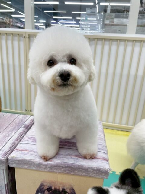 よもぎちゃん🐶
チョコちゃんやこむぎちゃんと挨拶していました😆
お手入れやカットも頑張っていました✂️
🐾🐶愛犬のお悩みご相談ください🐶🐾
@kenkohmura_official
 ↑フォロー待ってます↑

〒955-0091 新潟県三条市上須頃大割４２８−１
☎︎ 0256-35-2571
✉️ info@kenkohmura.jp
HP: https://kenkohmura.jp
LINE: https://lin.ee/7LIz5sb

#犬幸村 #新潟県 #三条市 #上須頃 #新潟県トリミング 三条市トリミング 上須頃トリミング トリミングサロン 犬の幼稚園 ノーリッチテリア いぬすたぐらむ  ホームセンタームサシ 犬バカ部 犬幸村チャンネル  犬好きな人と繋がりたい ストレス発散 プラッキング レーキング 犬のしつけ トレーニング 爪切り  ハミガキ ミックス犬 ミックス犬かわいい ミックス犬だいすき