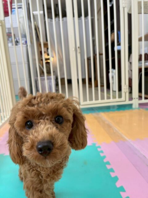 モカちゃん🐶
本日は、おとなしい組の子達全員と遊び回れたり、はしゃぎ回ったりしてすごく楽しそうに過ごしていました🤭

歯磨きトレーニングは、歯磨き自体かなり好きなようですごく上手にやらせてくれました👍頑張って継続して行きましょう✊

🐾🐶愛犬のお悩みご相談ください🐶🐾
@kenkohmura_official
 ↑フォロー待ってます↑

〒955-0091 新潟県三条市上須頃大割４２８−１
☎︎ 0256-35-2571
✉️ info@kenkohmura.jp
HP: https://kenkohmura.jp
LINE: https://lin.ee/7LIz5sb

#犬幸村 #新潟県 #三条市 #上須頃 #新潟県トリミング 三条市トリミング 上須頃トリミング トリミングサロン 犬の幼稚園 ノーリッチテリア いぬすたぐらむ  ホームセンタームサシ 犬バカ部 犬幸村チャンネル  犬好きな人と繋がりたい ストレス発散 プラッキング レーキング 犬のしつけ トレーニング 爪切り  ハミガキ トイプートイプー可愛いトイプー大好きトイプー倶楽部