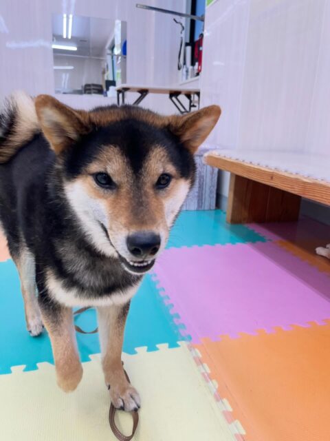 光太ちゃん🐶
柴犬が今日多かったので色んな子達と激しくおしゃべりしていたり、 ケン太ちゃんや小さい子達のお兄ちゃんしていました😆
🐾🐶愛犬のお悩みご相談ください🐶🐾
@kenkohmura_official
 ↑フォロー待ってます↑

〒955-0091 新潟県三条市上須頃大割４２８−１
☎︎ 0256-35-2571
✉️ info@kenkohmura.jp
HP: https://kenkohmura.jp
LINE: https://lin.ee/7LIz5sb

#犬幸村 #新潟県 #三条市 #上須頃 #新潟県トリミング 三条市トリミング 上須頃トリミング トリミングサロン 犬の幼稚園 ノーリッチテリア いぬすたぐらむ  ホームセンタームサシ 犬バカ部 犬幸村チャンネル  犬好きな人と繋がりたい ストレス発散 プラッキング レーキング 犬のしつけ トレーニング 爪切り  ハミガキ 柴犬 柴犬かわいい 柴犬だいすき